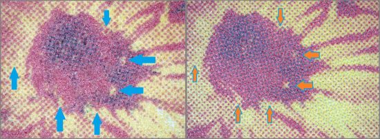  Links die echte Blüte bei der auf der linken Seite kein Cyan vorhanden ist (linker blauer Pfeil). Die restlichen blauen Pfeile zeigen weitere Details, die bei der Fälschung rechts nicht sauber herausgearbeitet wurden